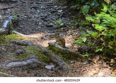 Chipmunk in the Forest