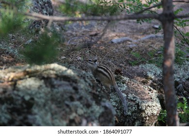 chipmunk in the forest on the rocks