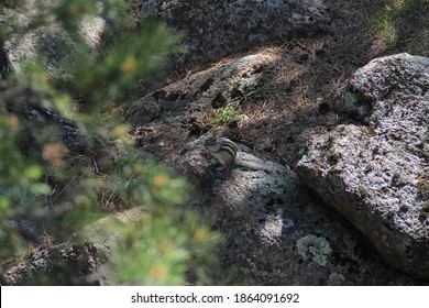 chipmunk in the forest on the rocks