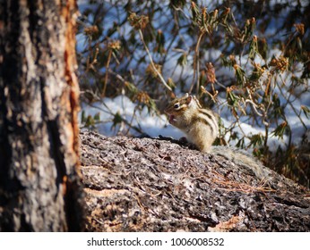 Chipmunk  in the forest winter mountains 