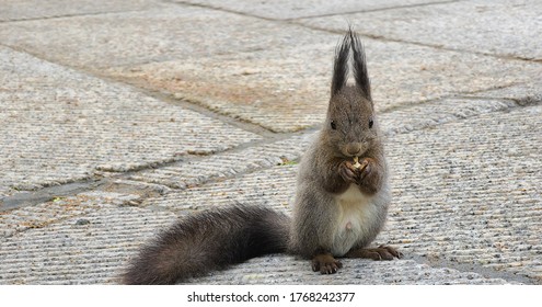 Chipmunk / Fox Squirrel Eating