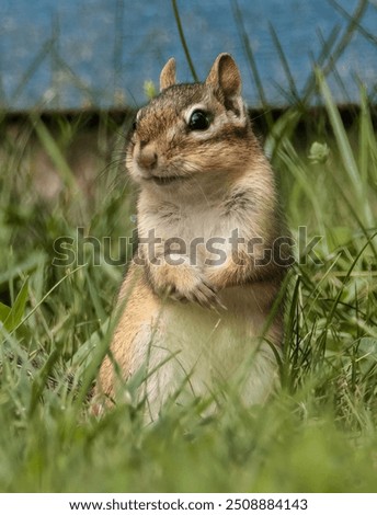 A Chipmunk With It's Front Paws Crossed