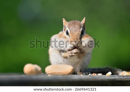 Chipmunk with full cheeks eating a peanut