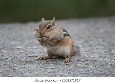 Chipmunk full of nuts at the forest