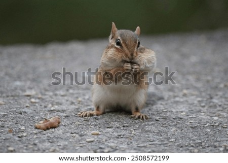 Chipmunk full of nuts at the forest