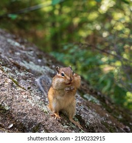 Chipmunk Got Food In His Fat Cheeks