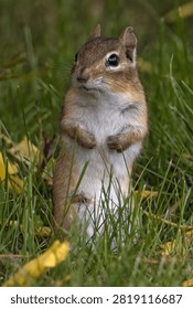
A Chipmunk in the Grass