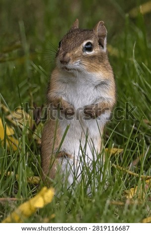 
A Chipmunk in the Grass