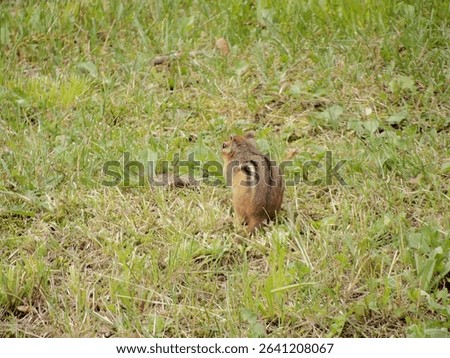A chipmunk in the grass, from behind
