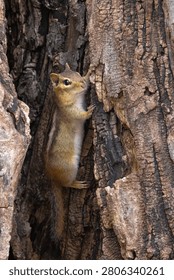 A chipmunk hangs onto the inside of a burnt tree while staring at the camera.