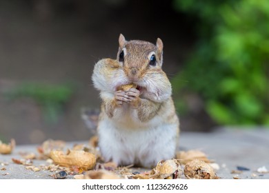 Chipmunk Eating Nuts Images, Stock Photos & Vectors | Shutterstock