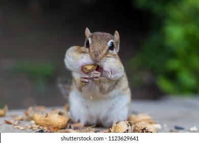 chipmunk having nuts 