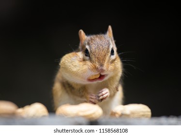 chipmunk is having peanuts 