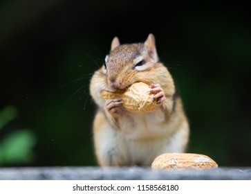 chipmunk is having peanuts 