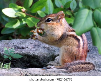 Chipmunk In High Park Of Toronto, Canada, 