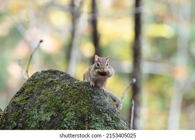 A Chipmunk Holding An Acorn In His Mouth