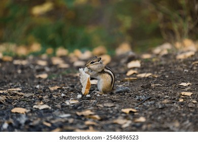 A chipmunk holds a piece of food while sitting on the ground covered with autumn leaves. The vibrant colors of the forest provide a beautiful backdrop during the day. - Powered by Shutterstock