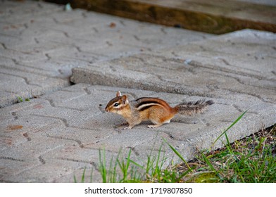 Chipmunk House Backyard Stock Photo 1719807850 | Shutterstock