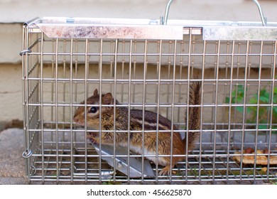 Chipmunk Humane Trap Cage Stock Photo Edit Now 456625870