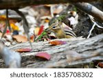 A chipmunk inside a branch frame.
