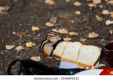 A chipmunk inspects slices of bread placed on a surface amidst a backdrop of fallen leaves, showcasing the vibrant colors of autumn in a forest setting. - Powered by Shutterstock