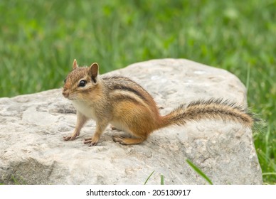 Chipmunk Isolated