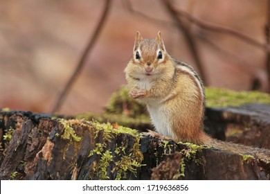 Chipmunk Isolated With Brown Background