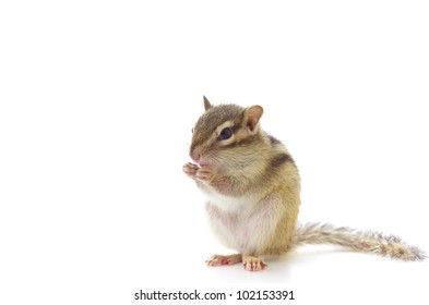 Chipmunk Isolated On White