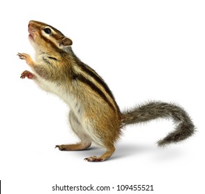 Chipmunk Isolated On White Background