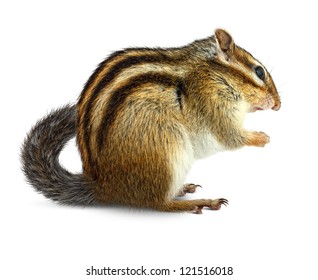 Chipmunk Isolated On White Background