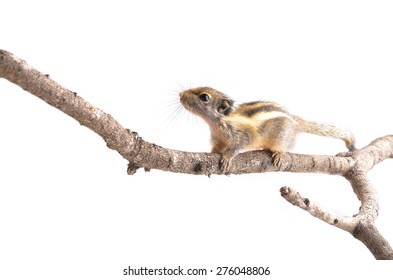 Chipmunk Isolated On White Background