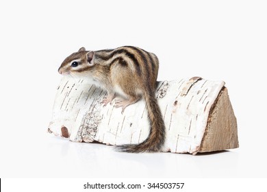 Chipmunk Isolated On White Background