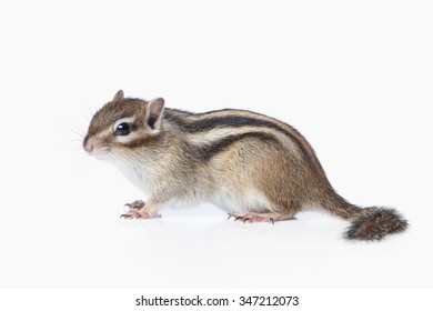 Chipmunk Isolated On White Background