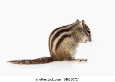 Chipmunk Isolated On White Background