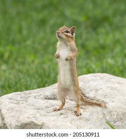 Chipmunk Isolated Standing On A Rock