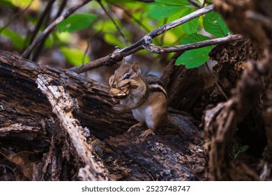 a chipmunk with a leaf in it's mouth