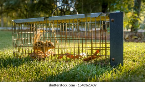 Chipmunk In Live Humane Trap. Pest And Rodent Removal Cage. Catch And Release Wildlife Animal Control Service.