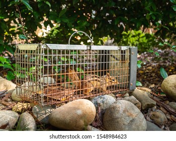 Chipmunk In Live Humane Trap. Pest And Rodent Removal Cage. Catch And Release Wildlife Animal Control Service.