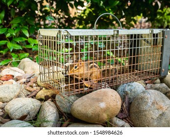 Chipmunk In Live Humane Trap. Pest And Rodent Removal Cage. Catch And Release Wildlife Animal Control Service.