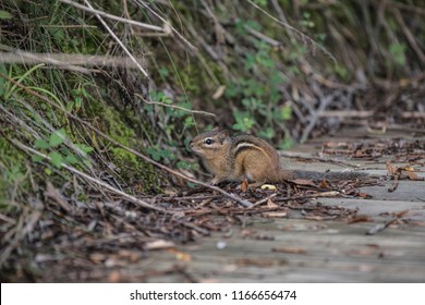 Chipmunk looking around. 
