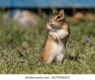 A Chipmunk Looking Around in the Grass