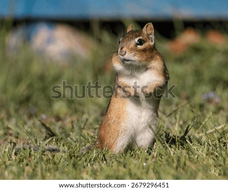 A Chipmunk Looking Around in the Grass