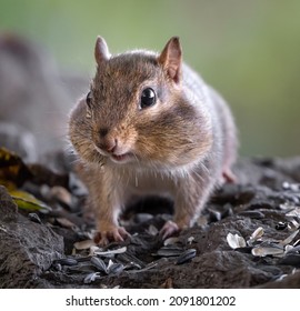 A Chipmunk With Its Mouth Full Of Seeds