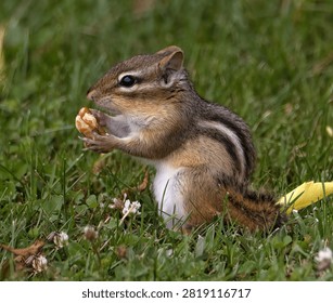 
A Chipmunk with a Nut in the Grass
