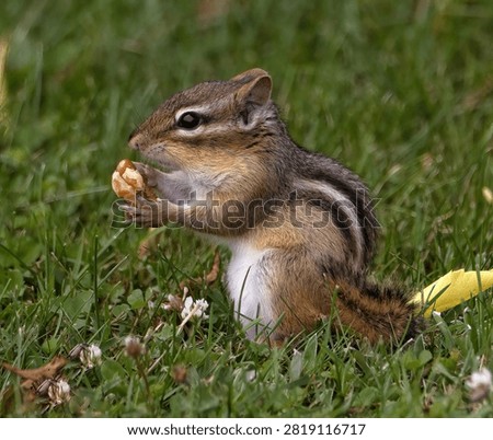 
A Chipmunk with a Nut in the Grass