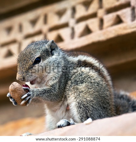 Chipmunk with nut on the blurred background