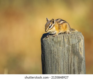 Chipmunk on a Fence Post