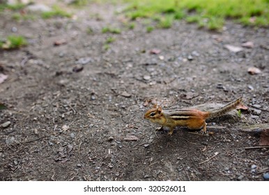 A chipmunk  on the ground