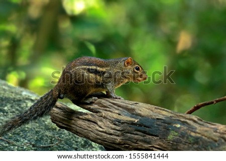 Similar – Image, Stock Photo snail family Nature Meadow