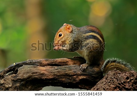 Eating squirrel in a sunny tree